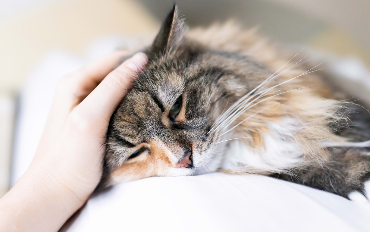 Planning For Your Cat’s Euthanasia At Home