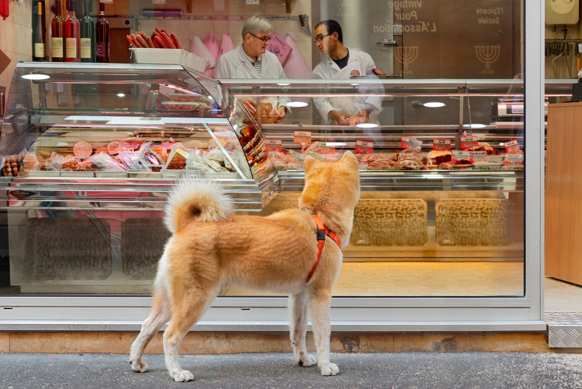 The trend of the pet store in e-commerce in Spain