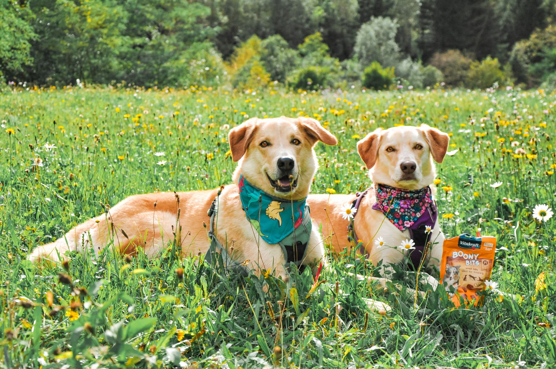 How to Choose Healthy Treats for your Furry Friend