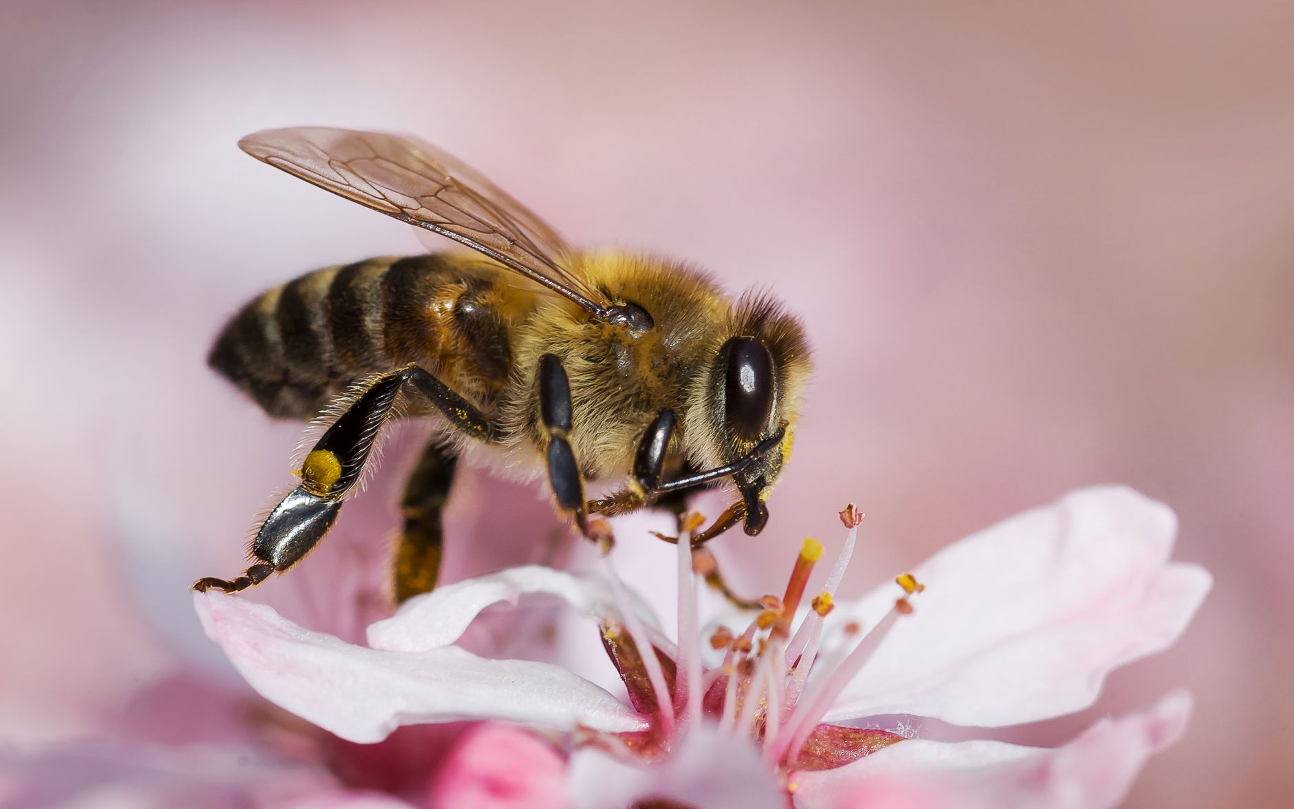 Pollen Collection in Singapore You Should Know
