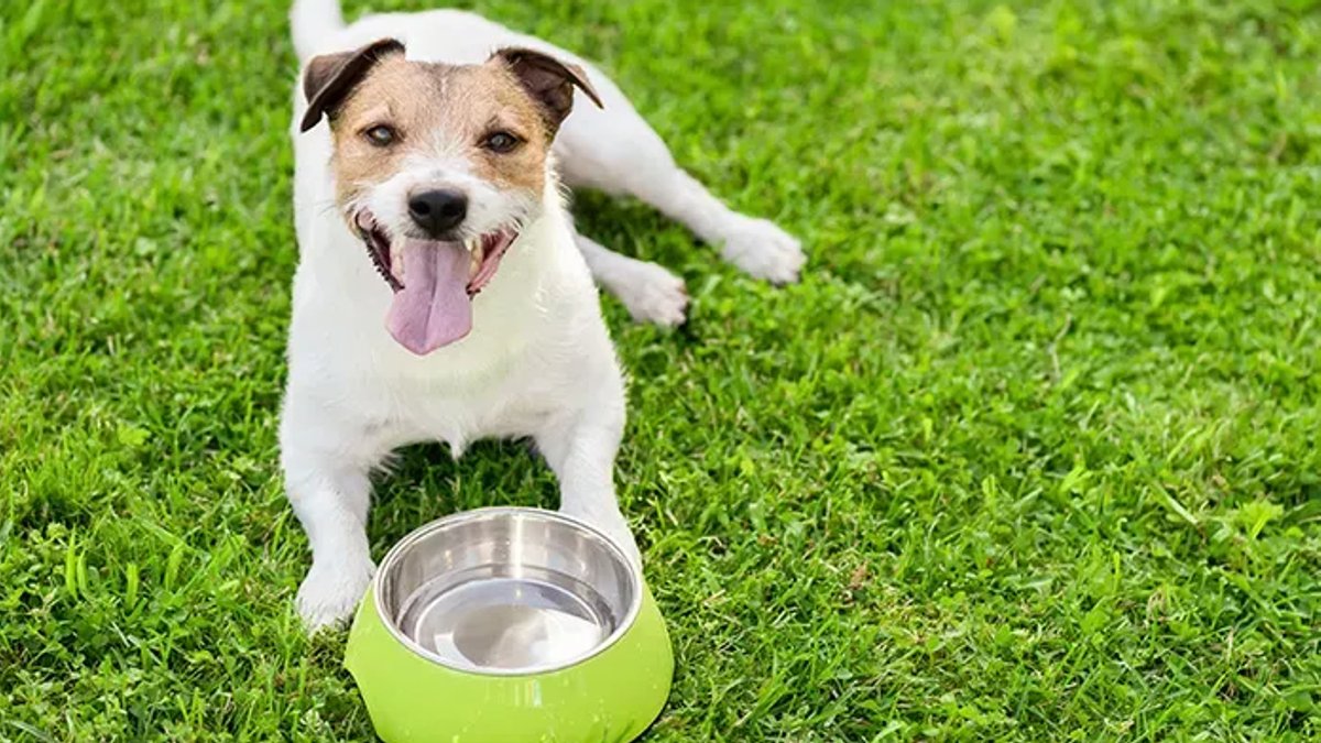 Pets May Be More Tired Than Thought Pets May Be More Tired Than Thought - pet dehydration