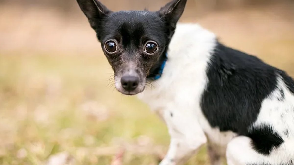 Dogs May Be Born Pessimists Study Finds - dogs pessimists
