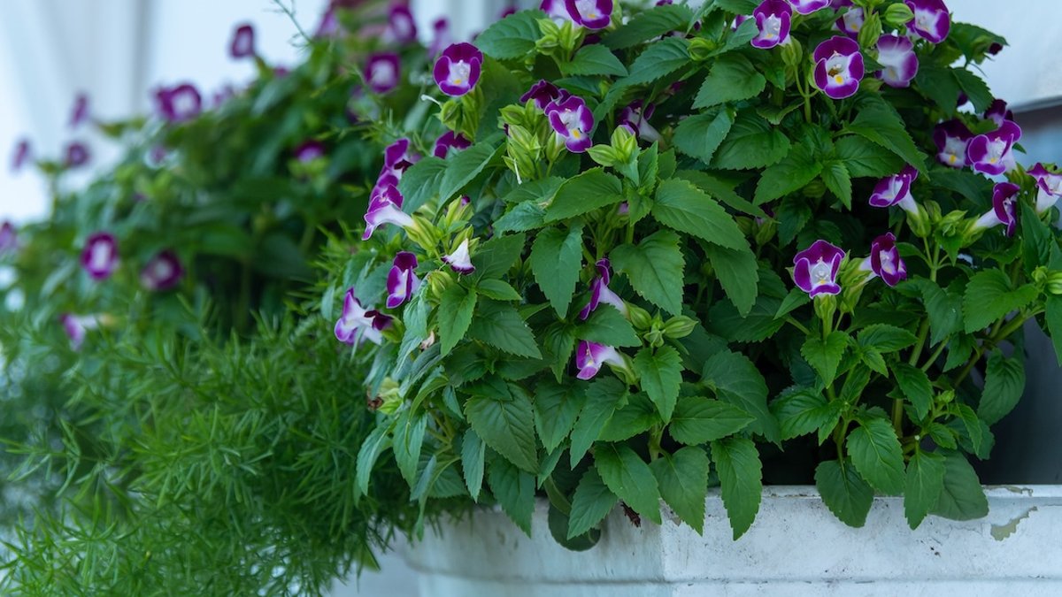 Best container plants for shady spots - container plants shade