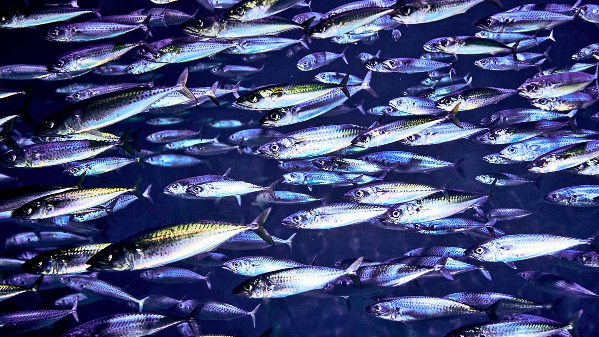 Team solves mystery of flocking birds, fish schools movement - collective motion
