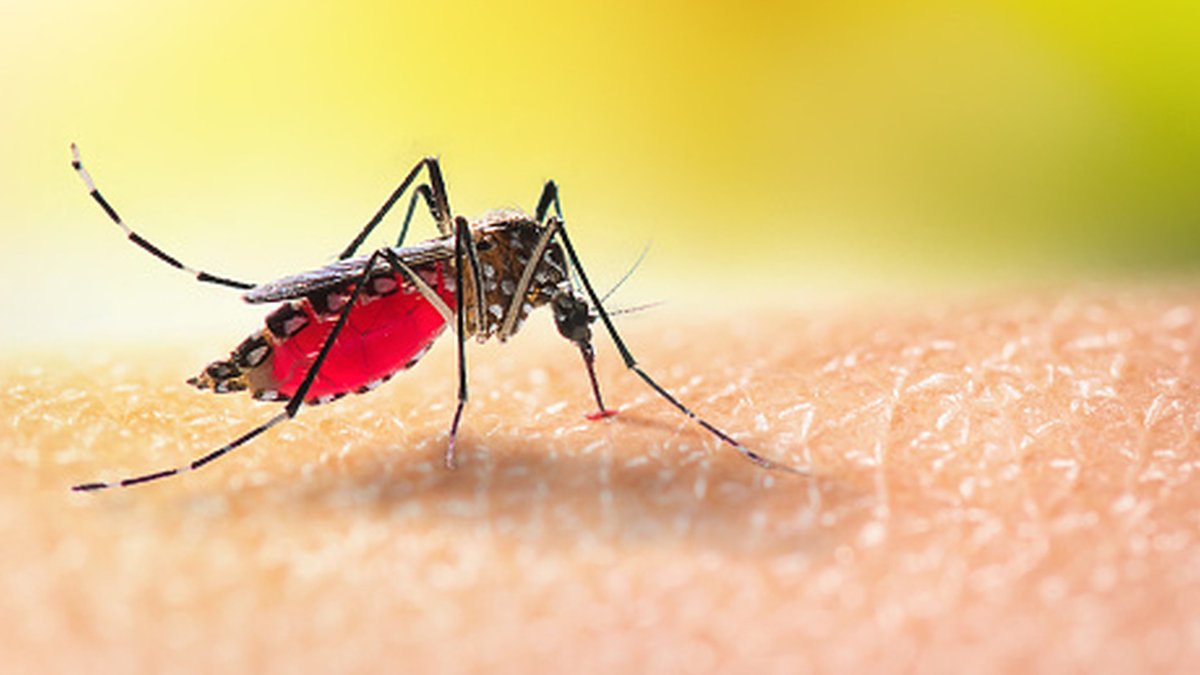 Catnip lotion rivals DEET in mosquito test - catnip mosquito