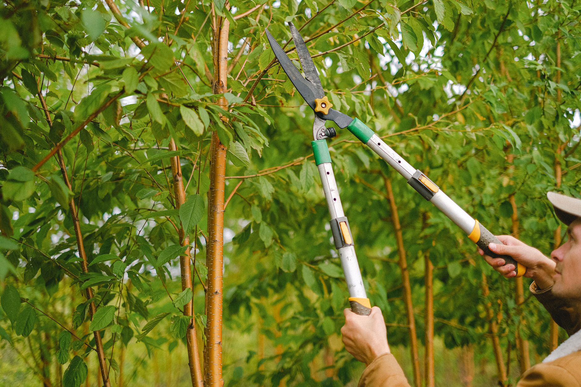 3 COMMON TREE TRIMMING MISTAKES TO AVOID