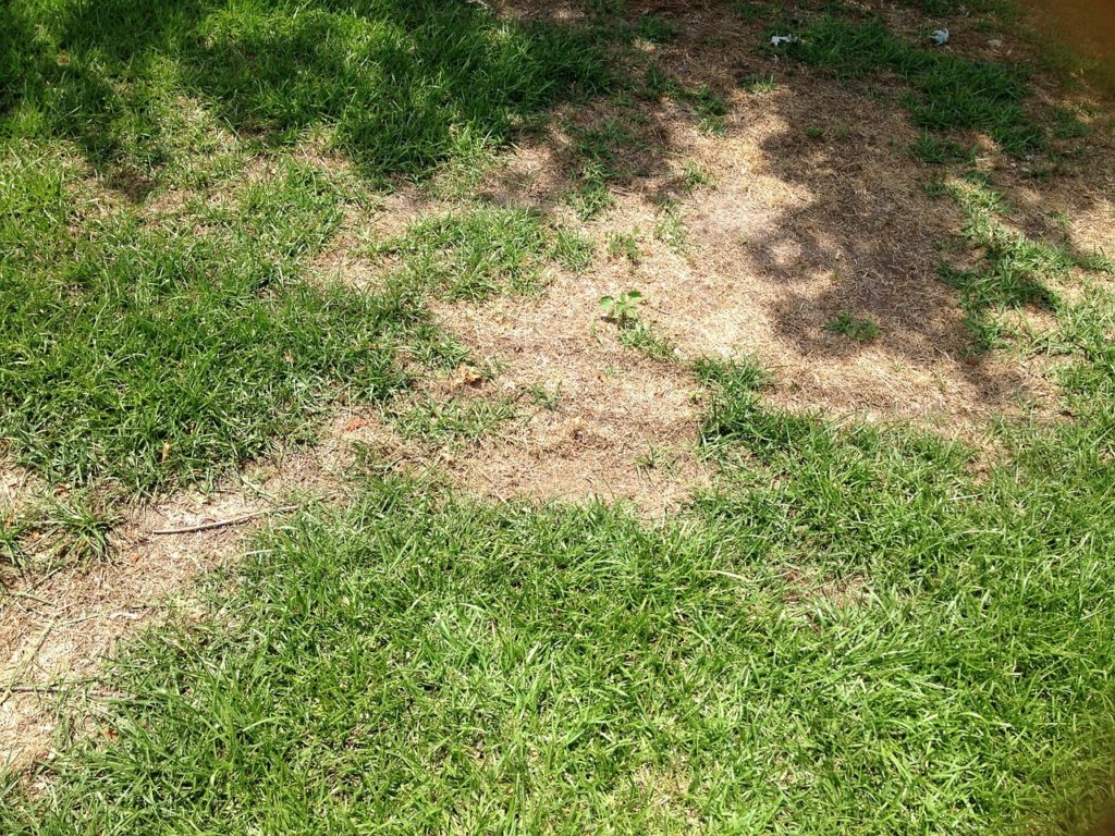 Dealing with common lawn pests