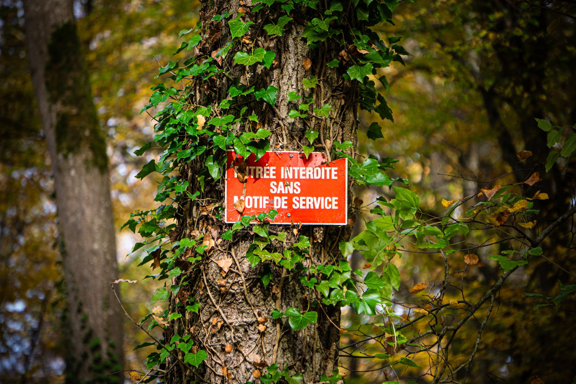 Tree Services: The Importance and Benefits