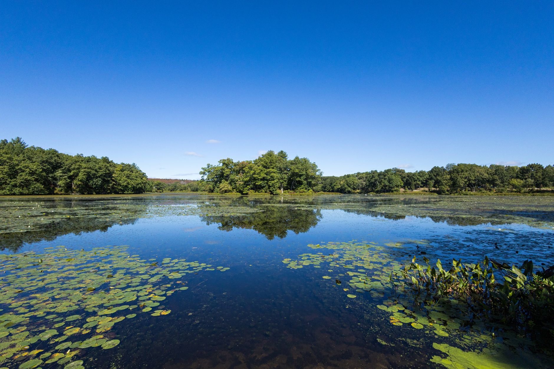 Get a Clearer Pond Today
