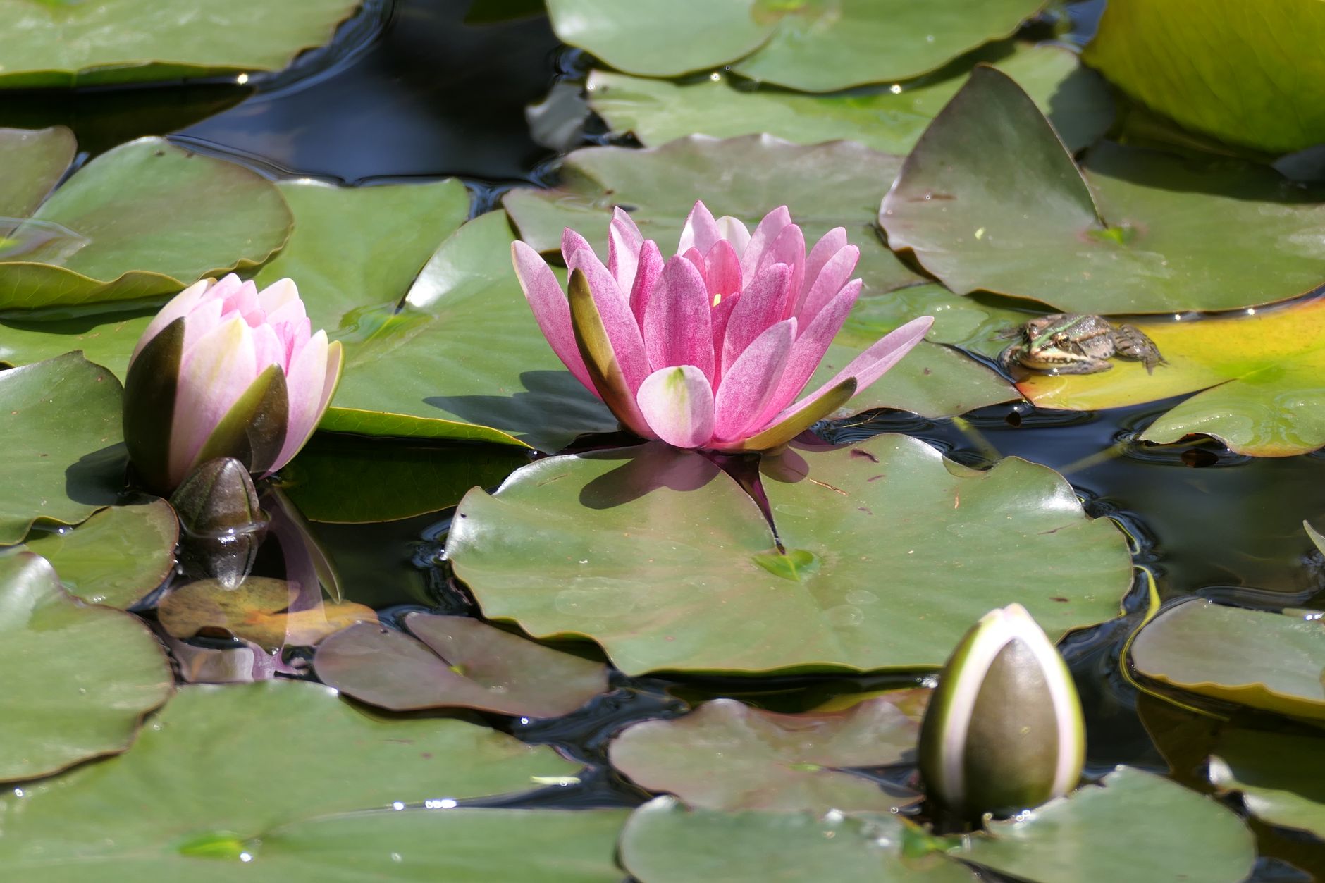 How to manage a Summer Pond!
