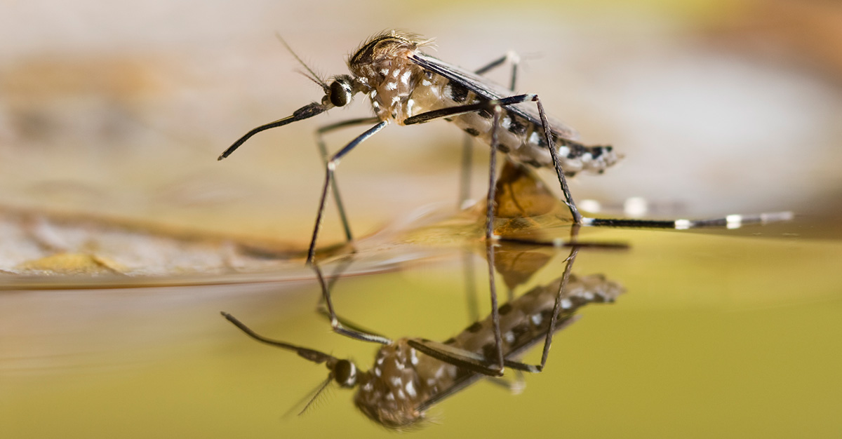 4 Danger of Mosquito Congenital Disease!