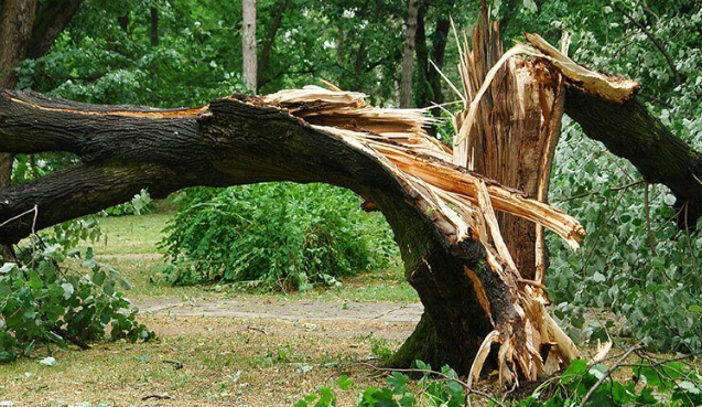 Post-Storm Tree Checklist: Hidden Damage and How to Spot It Before it Becomes Dangerous