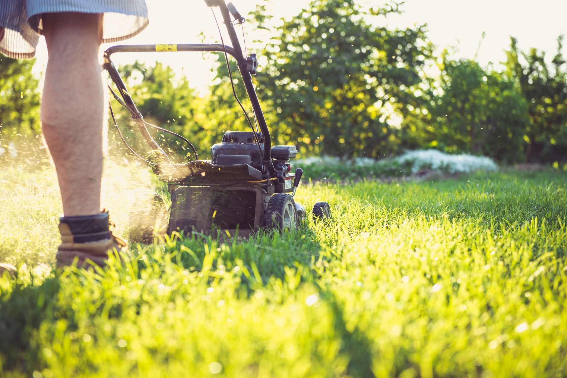 Common Yard Issues
