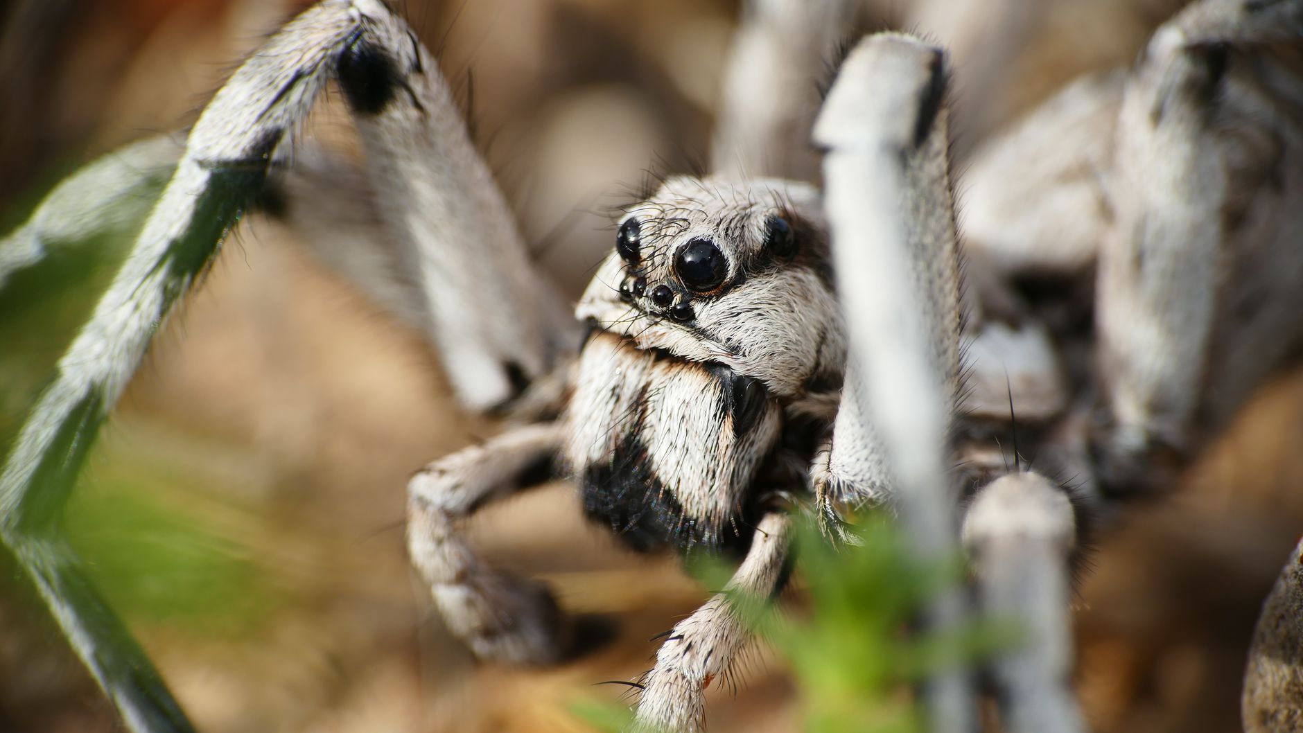 Spider Facts: 7 Things You Need to Know