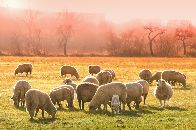 4 Effective Tips for Protecting Livestock Against Predators