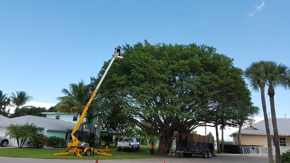 Professional Tree Services – Help You Maintain the Trees in Your Yard