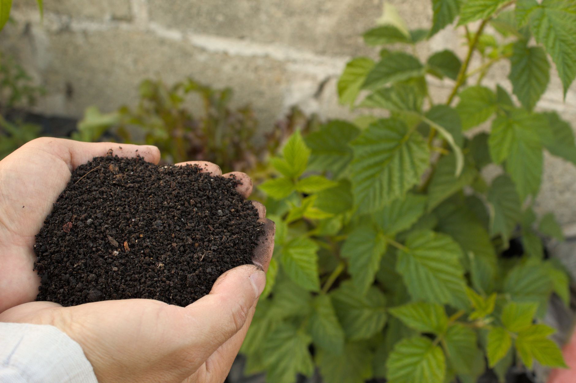 How To Fertilize Trees