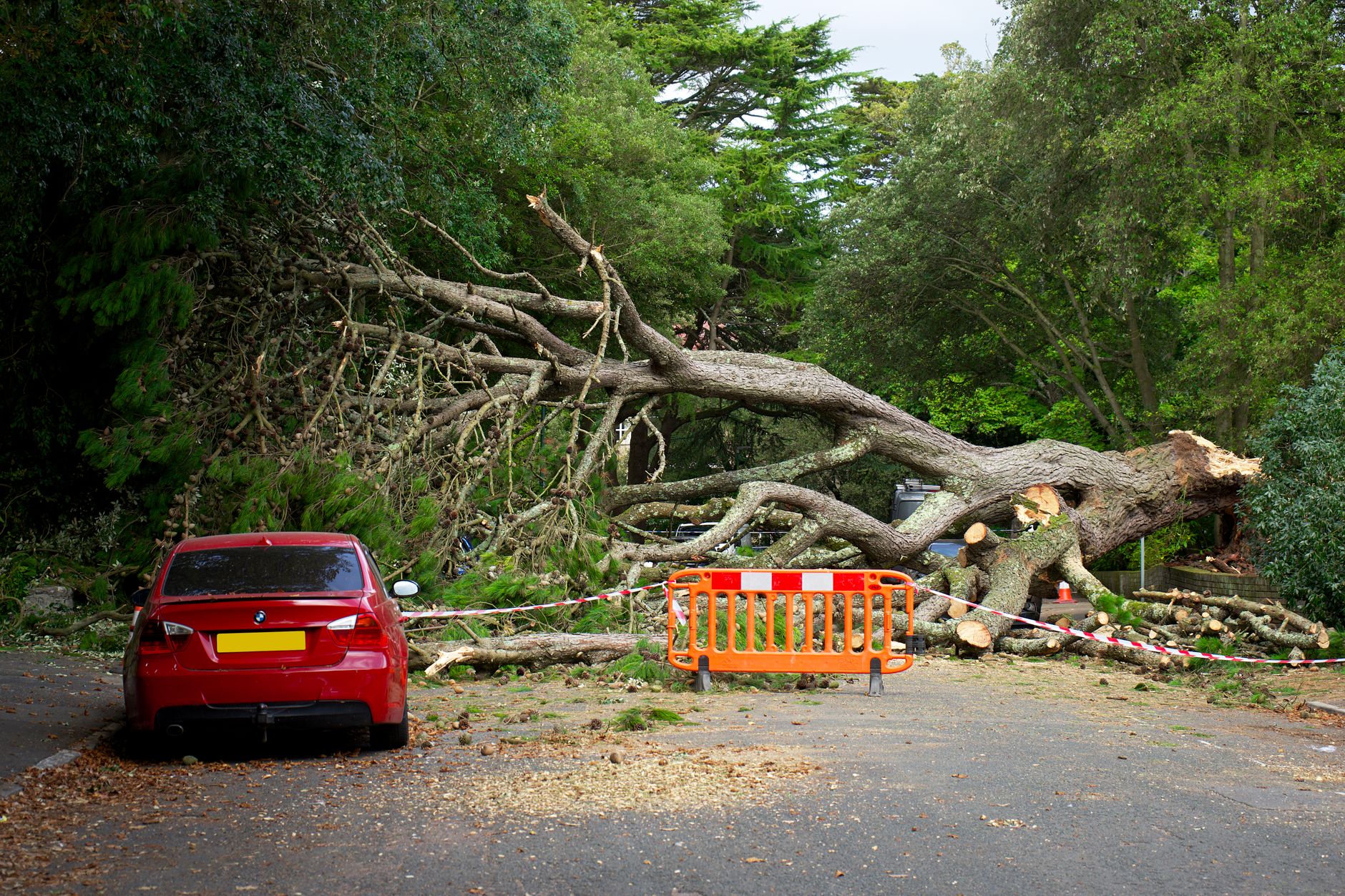 Why You Should Always Hire skillful Tree Removal