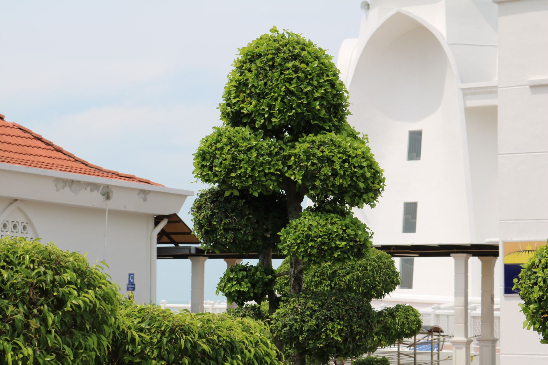 Why Is Tree Pruning Important?