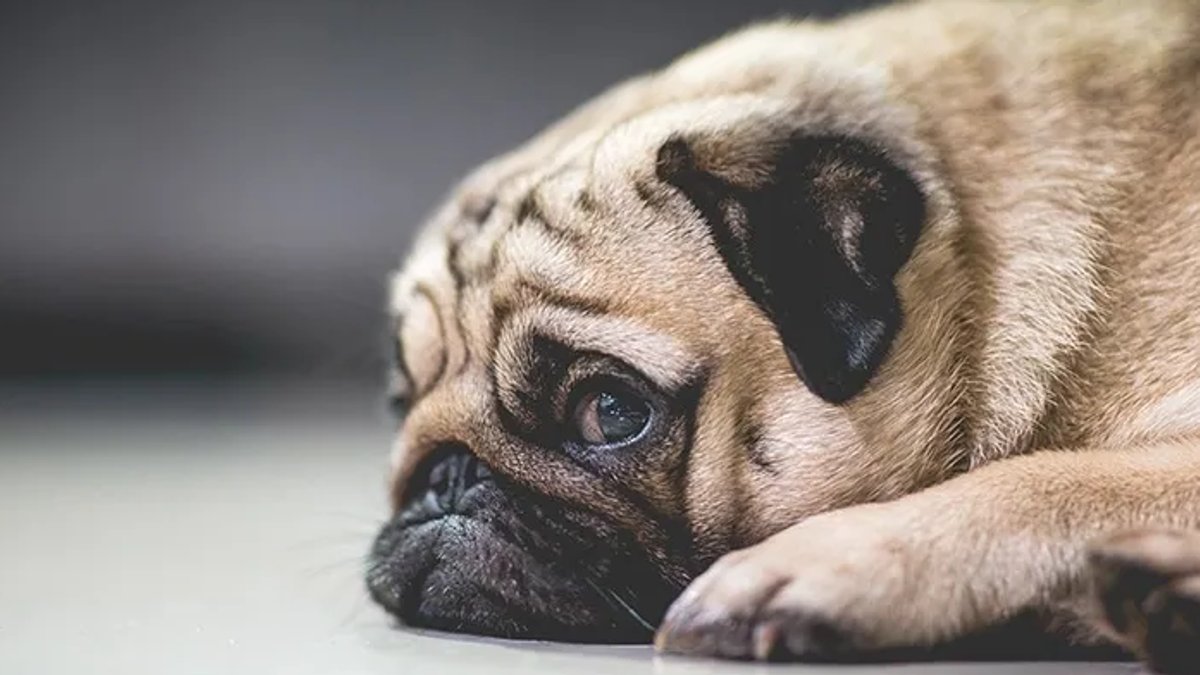 Dogs Can Feel Their Owners Anxiety - dog owners anxiety