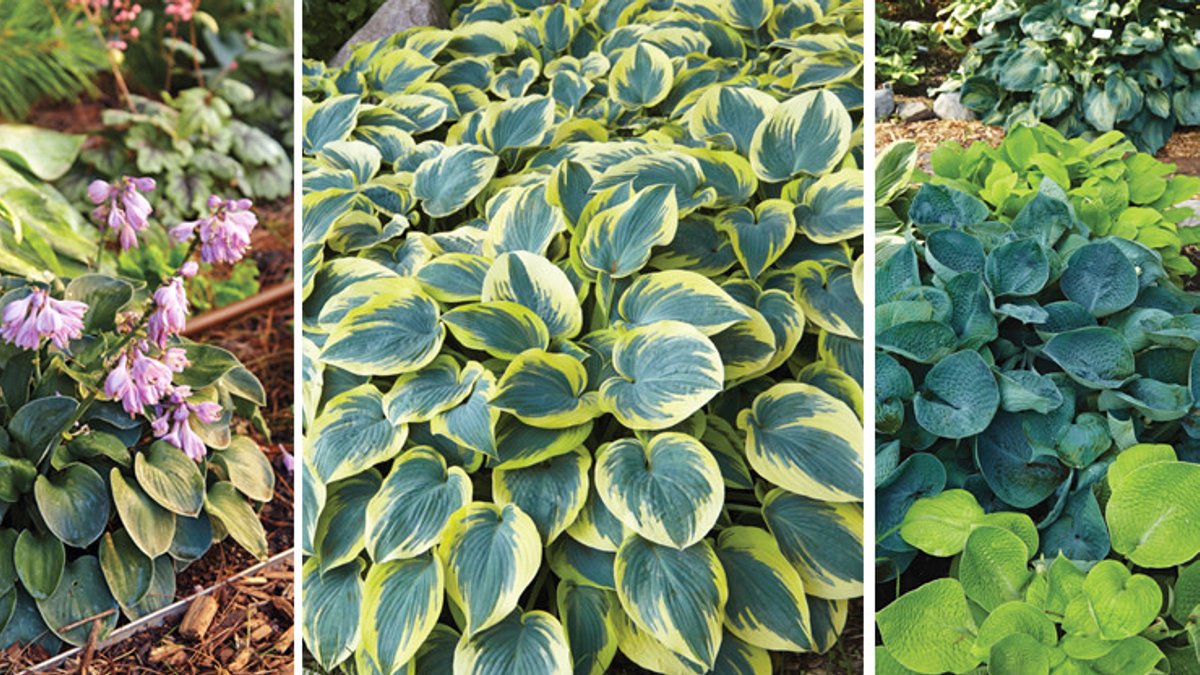 Best blue hostas and perfect pairings Best blue hostas and perfect pairings - blue hostas