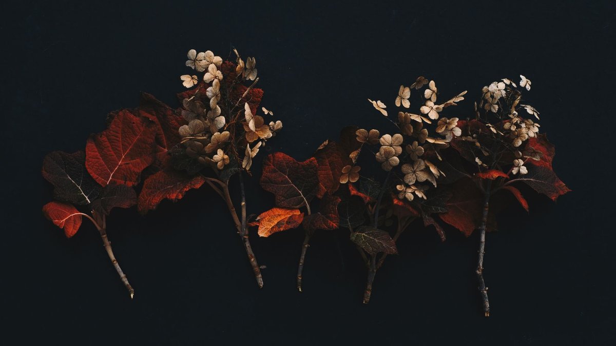 Floral Photographer Finds Self in Blooms - floral photographer