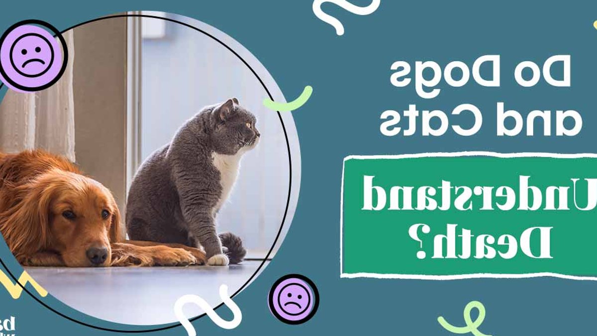 How to help a grieving pet - grieving pet