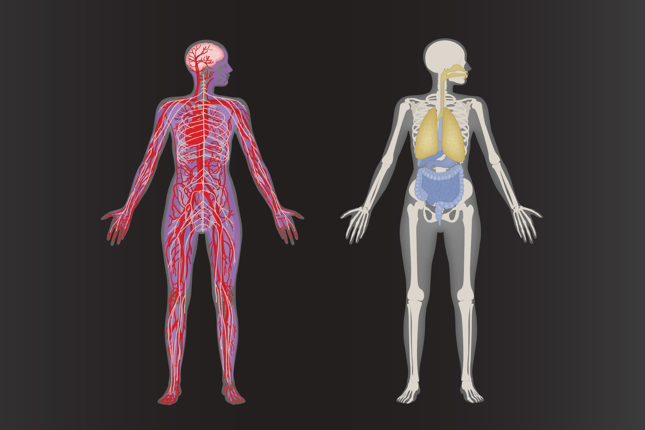Fun Facts About the Human Body
