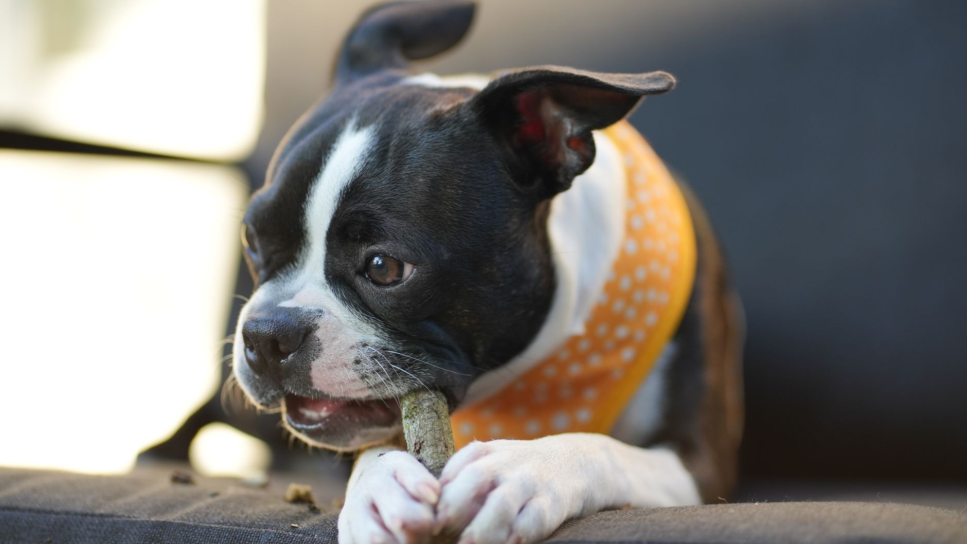 Common Dog Conditions Treated by CBC Oil