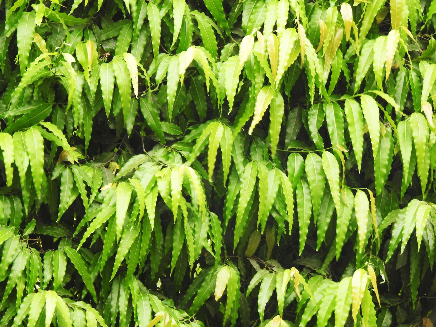 Can Neem Treat Dandruff?