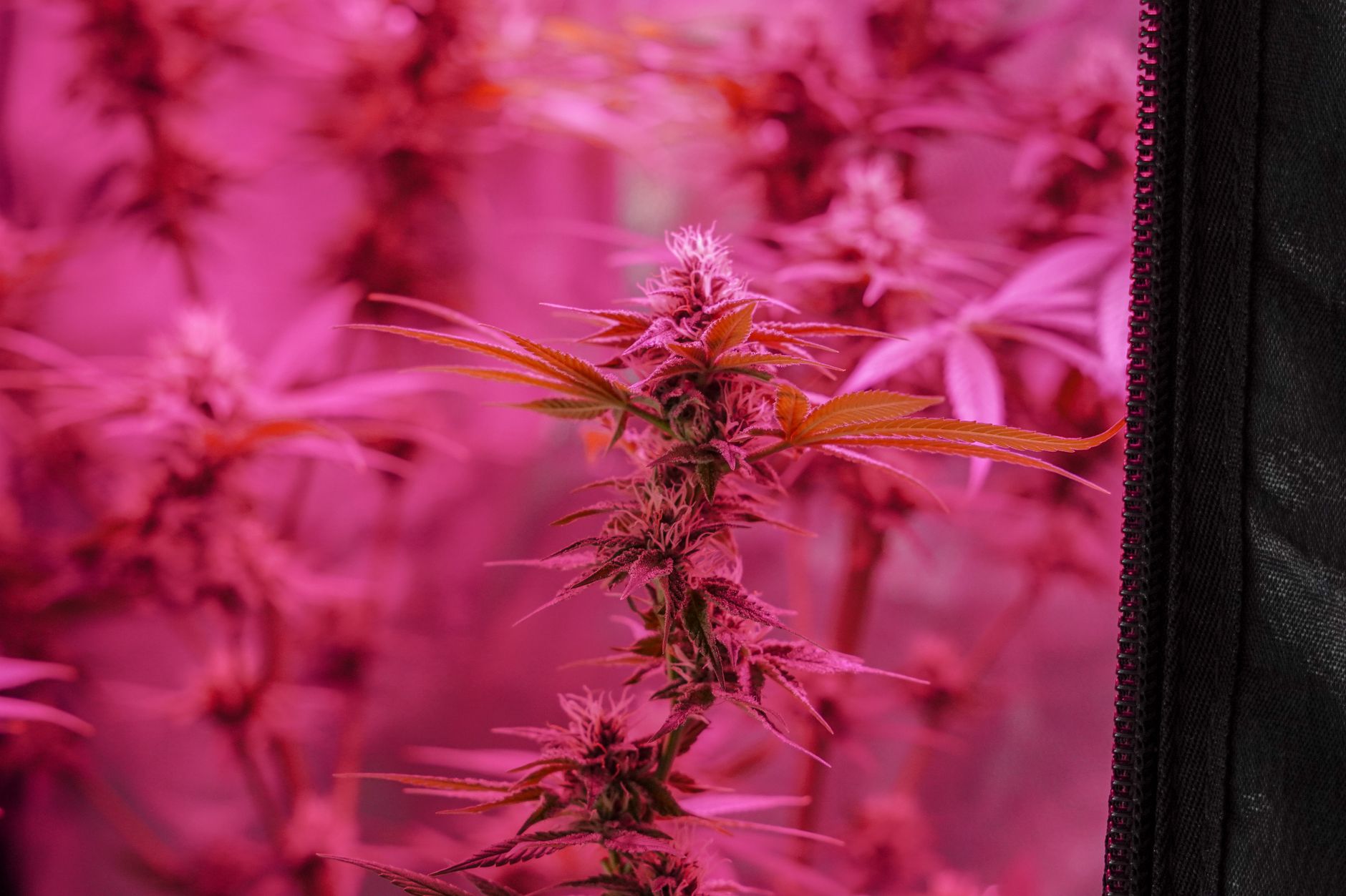What Is CBD? – What Does the Study Say?
