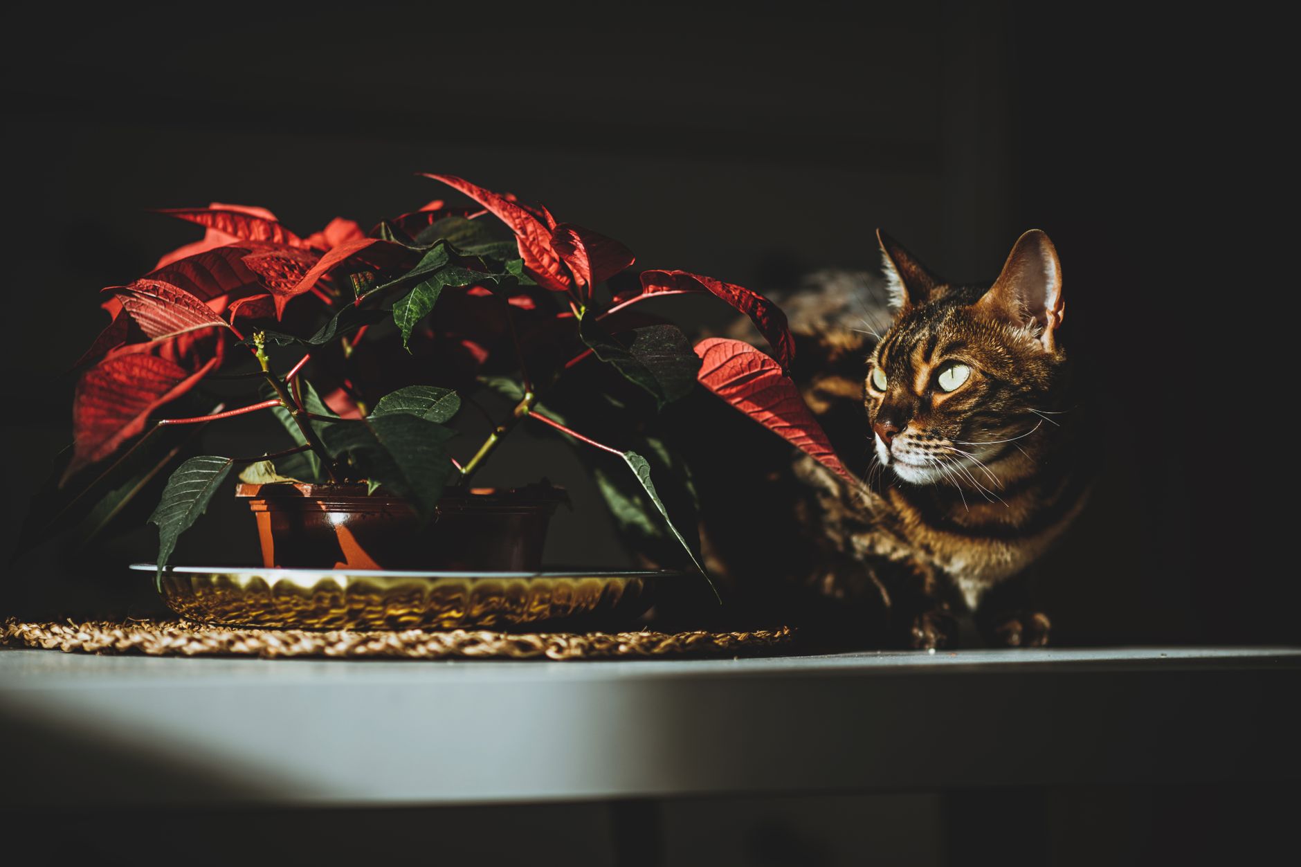Recommended Plants to Use and Ones to Avoid