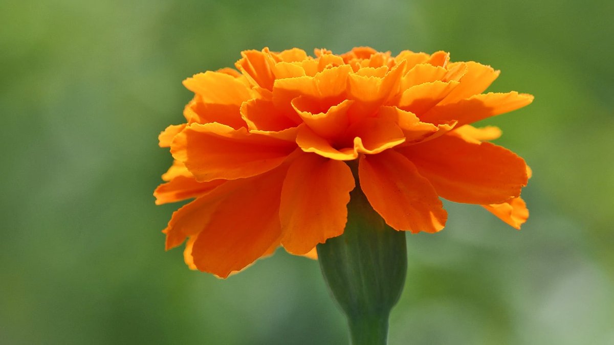 Marigolds emerging as new plant-based protein source Marigolds emerging as new plant-based protein source - marigold protein