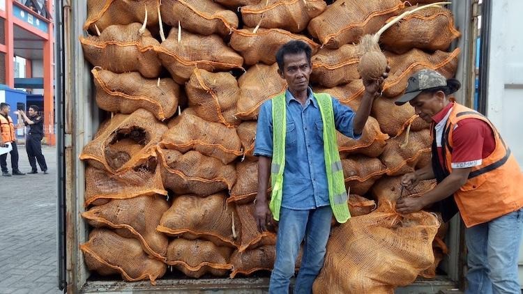 Sustainability and Traceability in Coconut Export