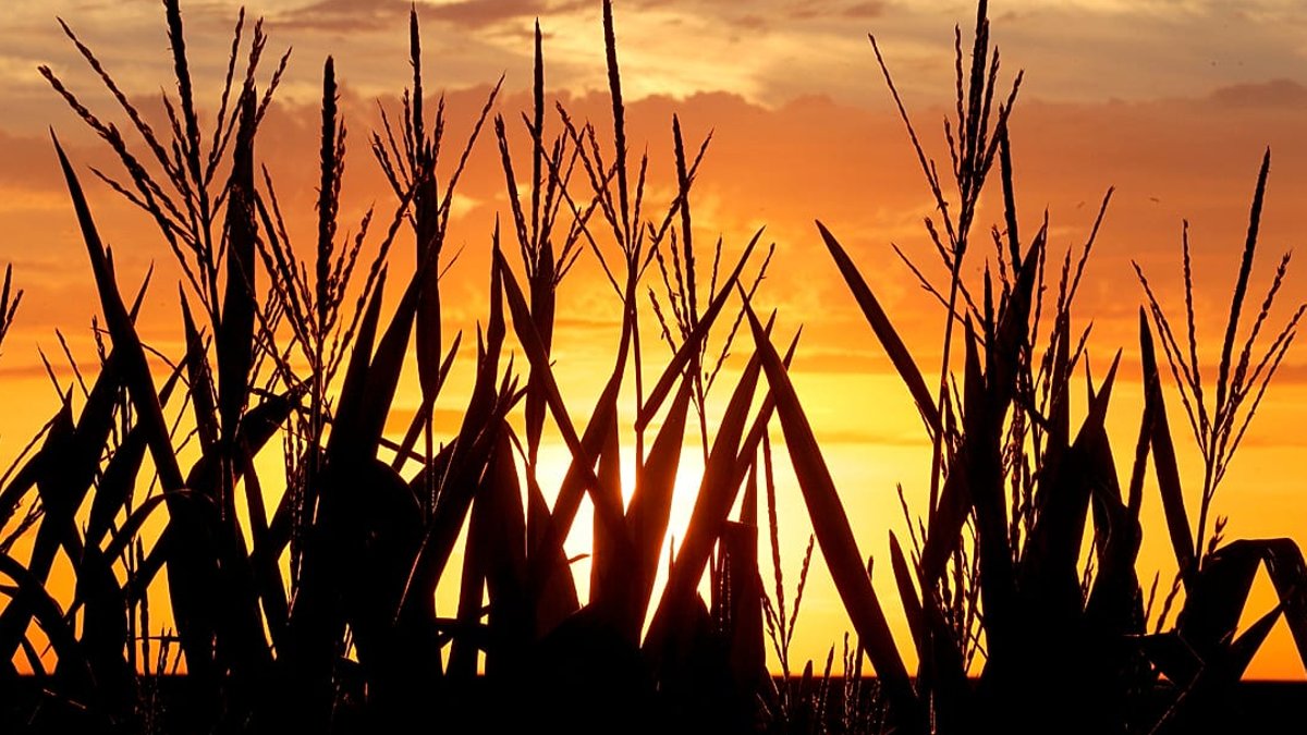 Summer heatwaves may drive next year's grocery prices - heatwave grocery prices