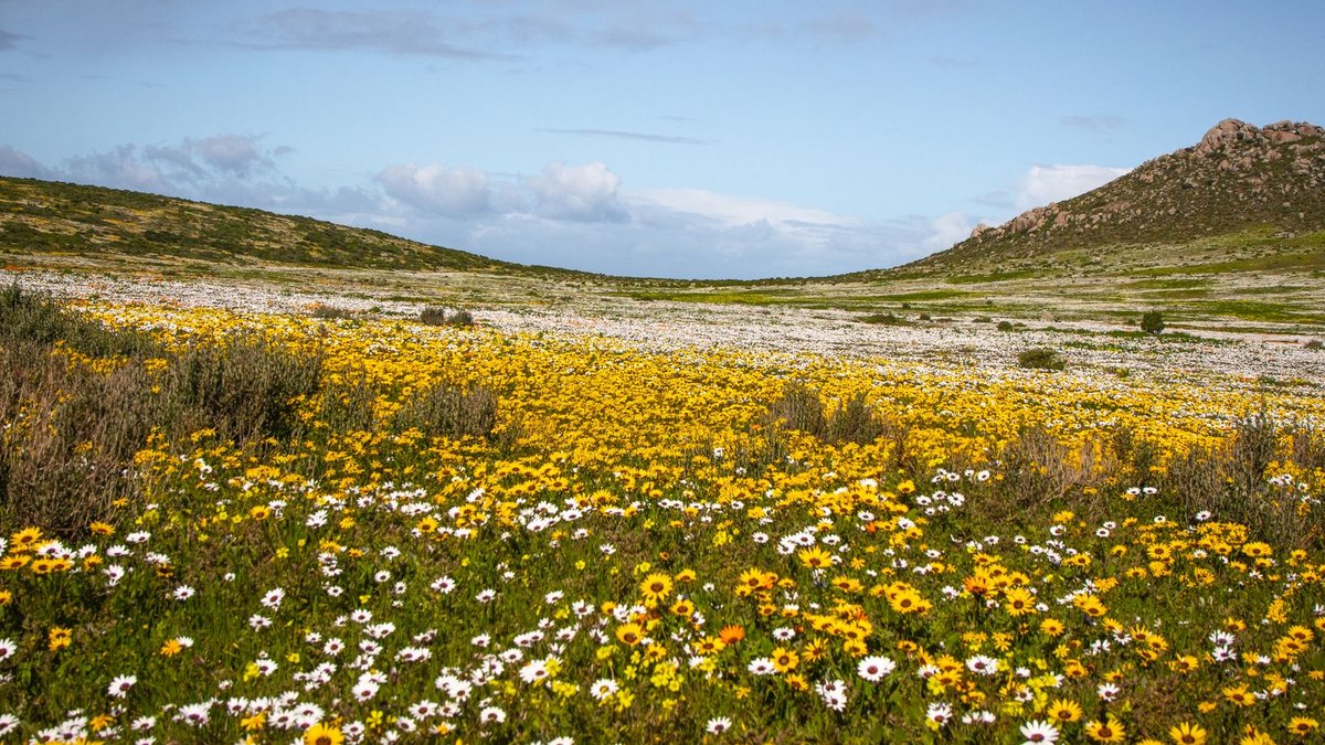 Namaqualand to bloom spectacularly in 2026 Namaqualand to bloom spectacularly in 2026 - namaqualand superbloom 2026