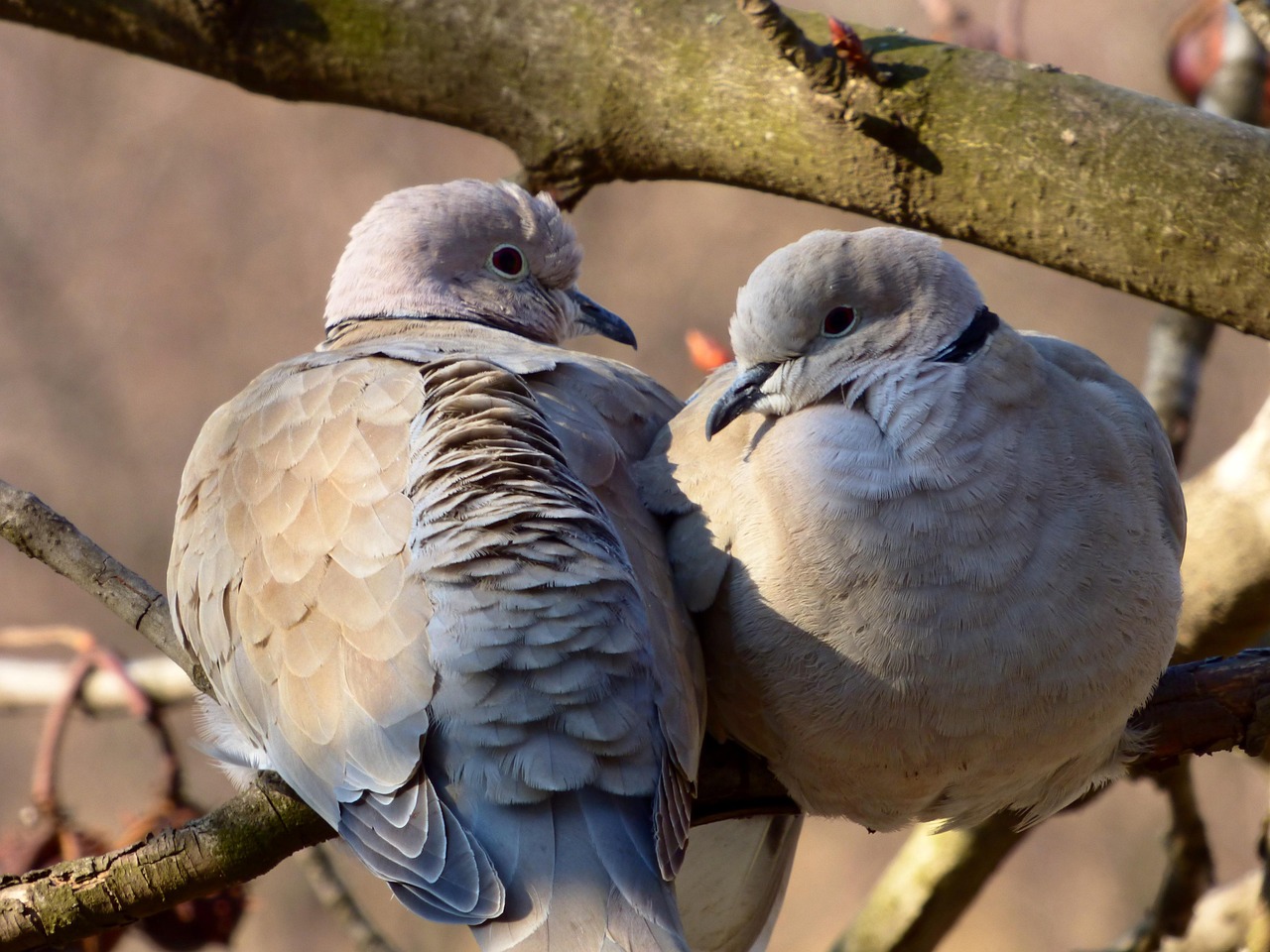 Two Turtle Doves: A Memoir of Making Things