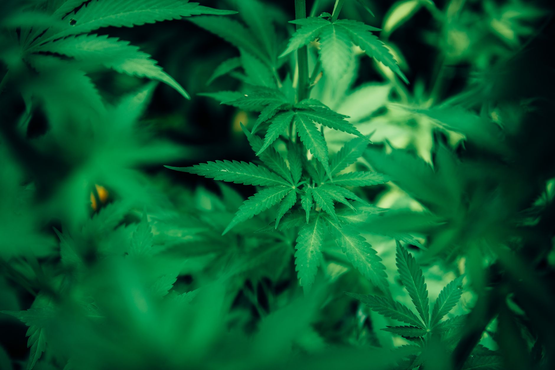 How is Hemp Changing Mental Health Therapy?