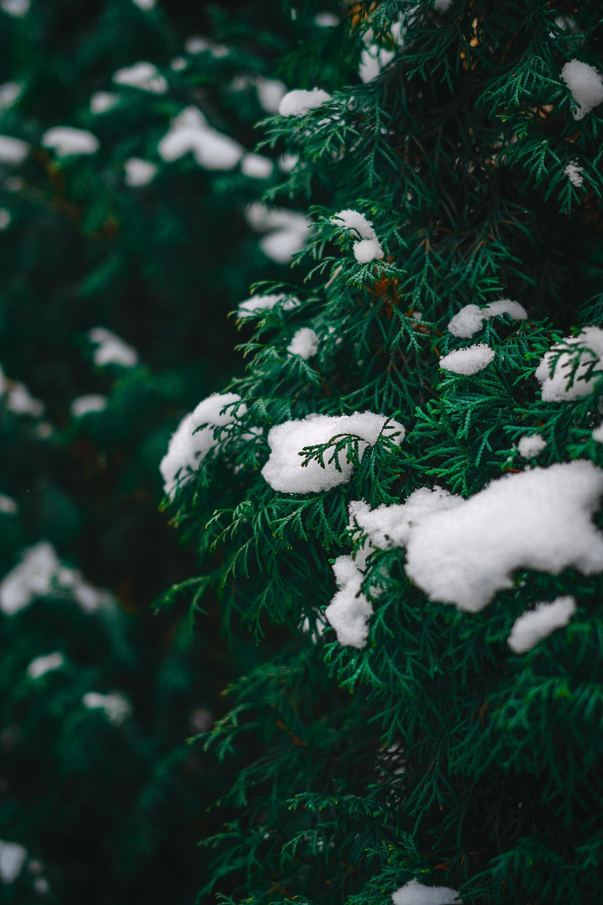 Foot Care In Cold Climates: A Podiatrist’s Guide For Skiers And Snowboarders