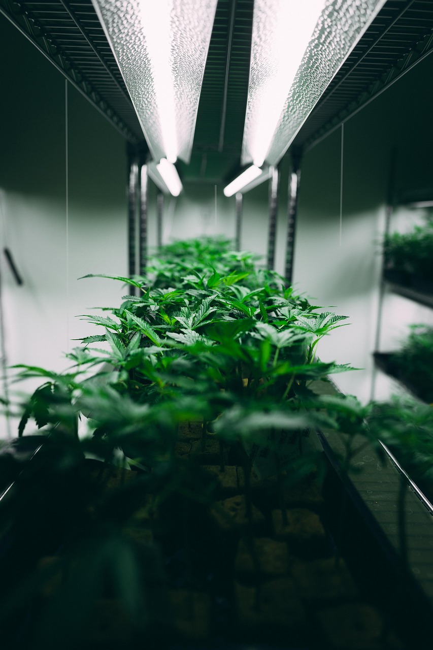 Can THC oil really help with body ache?