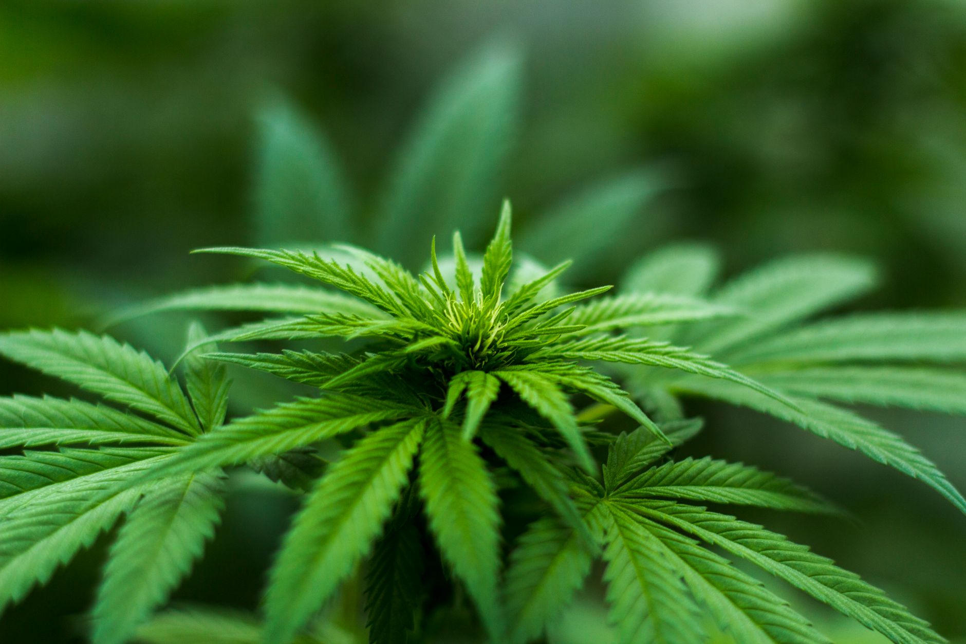 So what Is CBD?