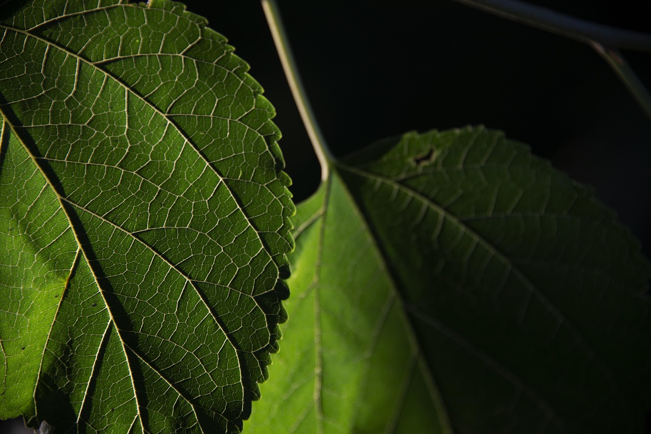 Ferrari Unveils Luce from Jony Ive’s Design House