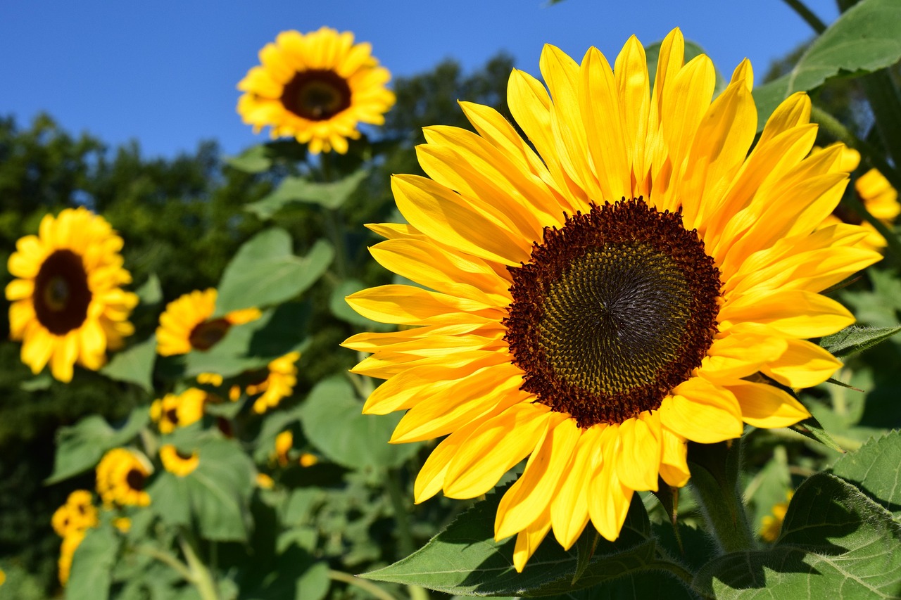 Plant Sunflowers Now for Happiest Garden