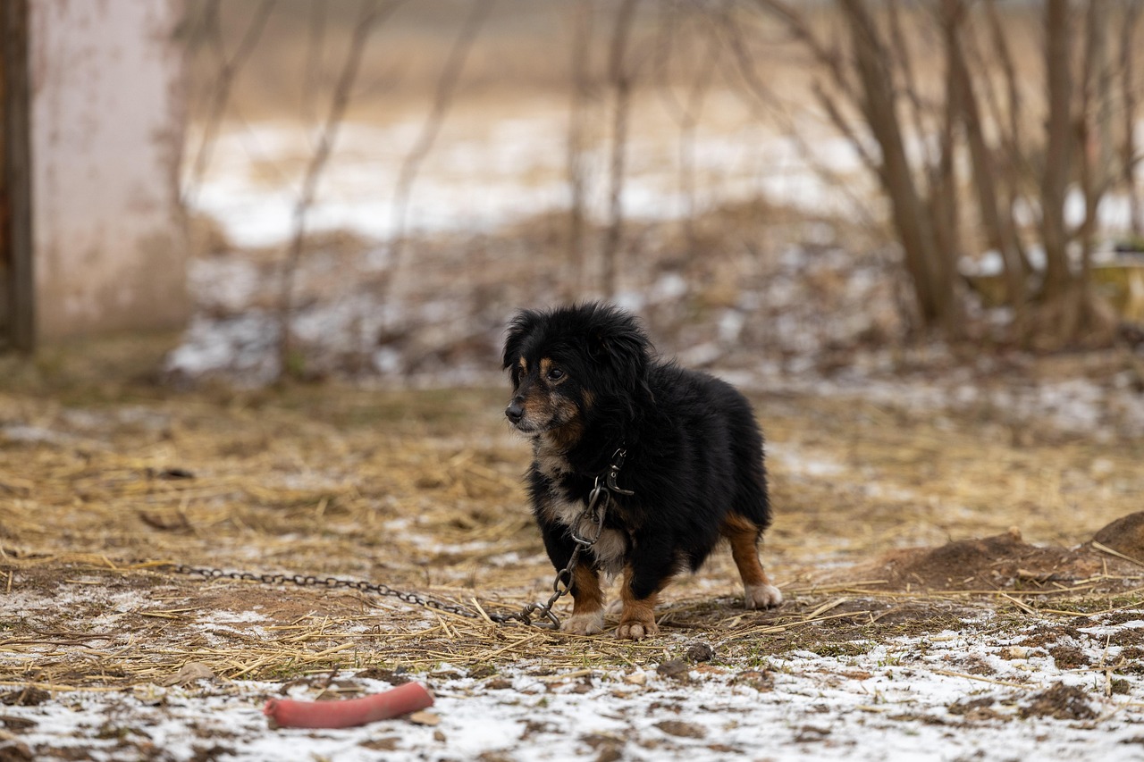 The Importance of Pet Rescues in Our Society