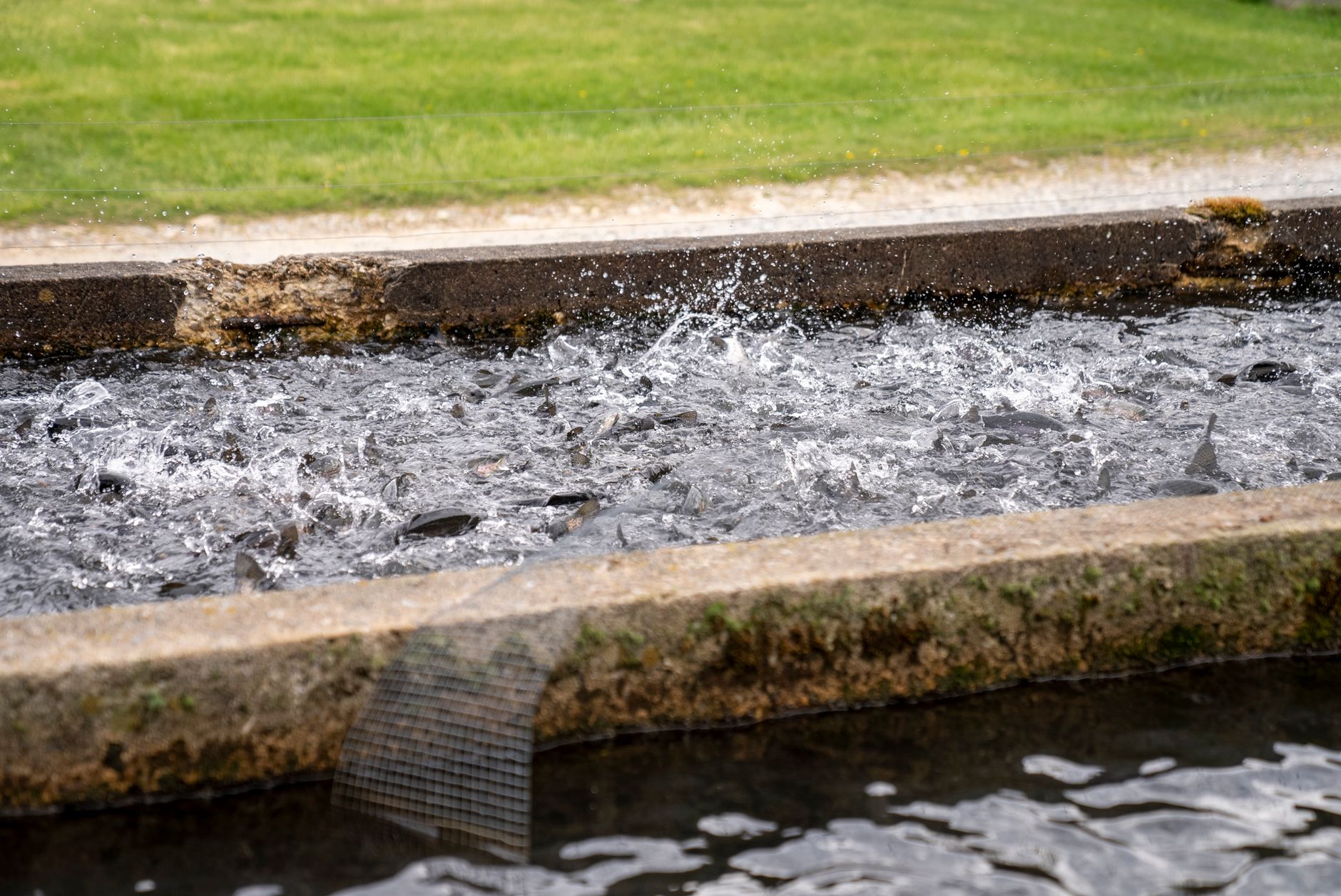 How to Enrich Your Fish’s Environment