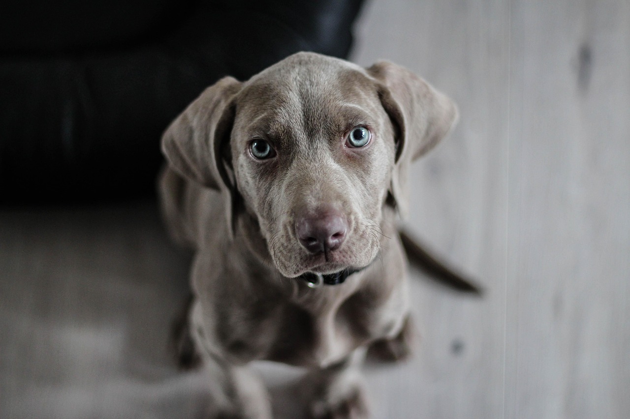 A Guide to Pet-Friendly Restaurants