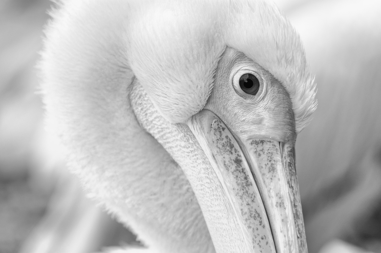 Detailed Facts about White Eye Turning Grey and How to Address the Condition