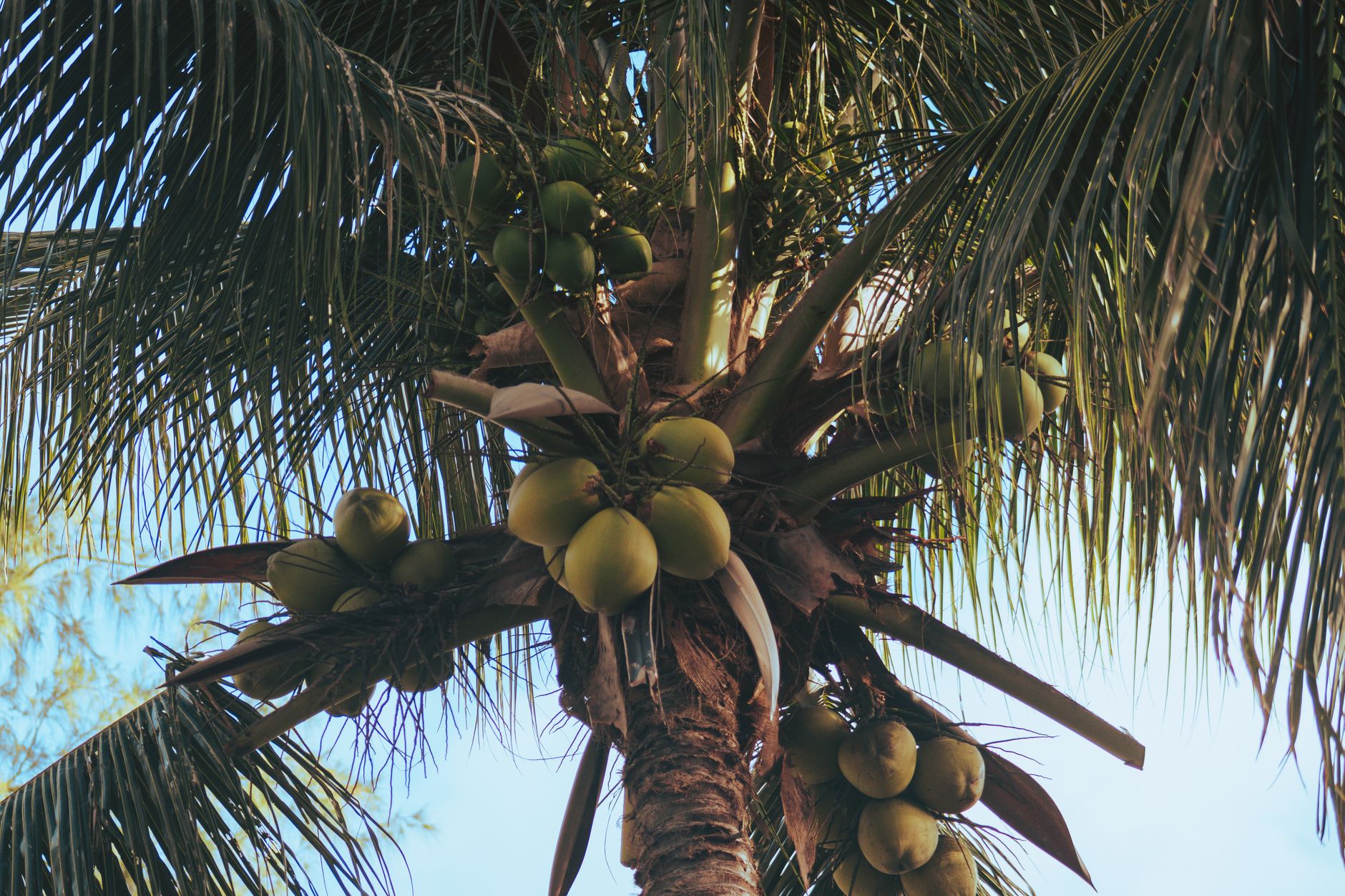 Exploring the Quality of Coconut Oil and Its Versatile Uses