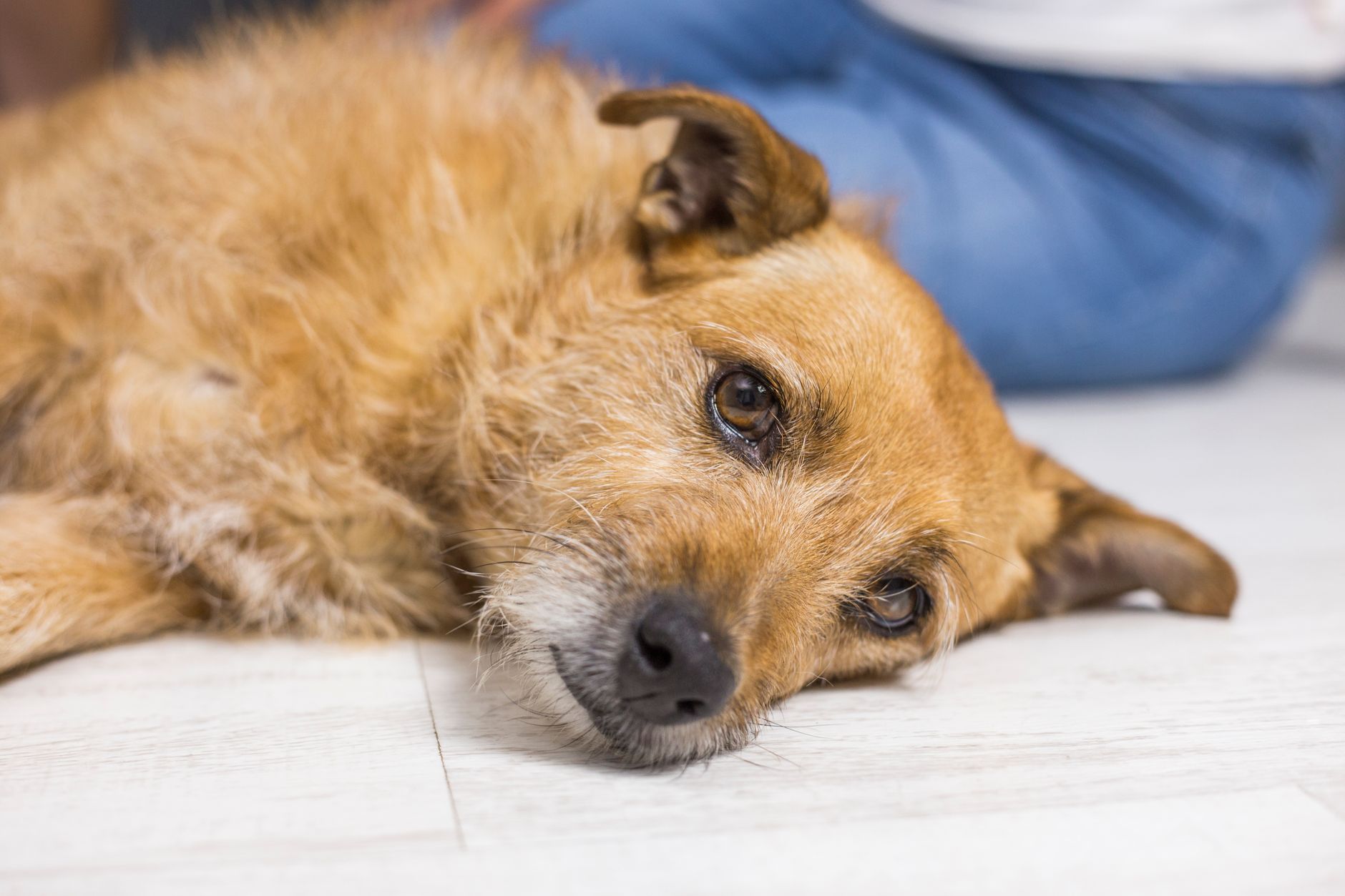 Relieve Your Pet’s Anxiety with CBD Oil Available in India