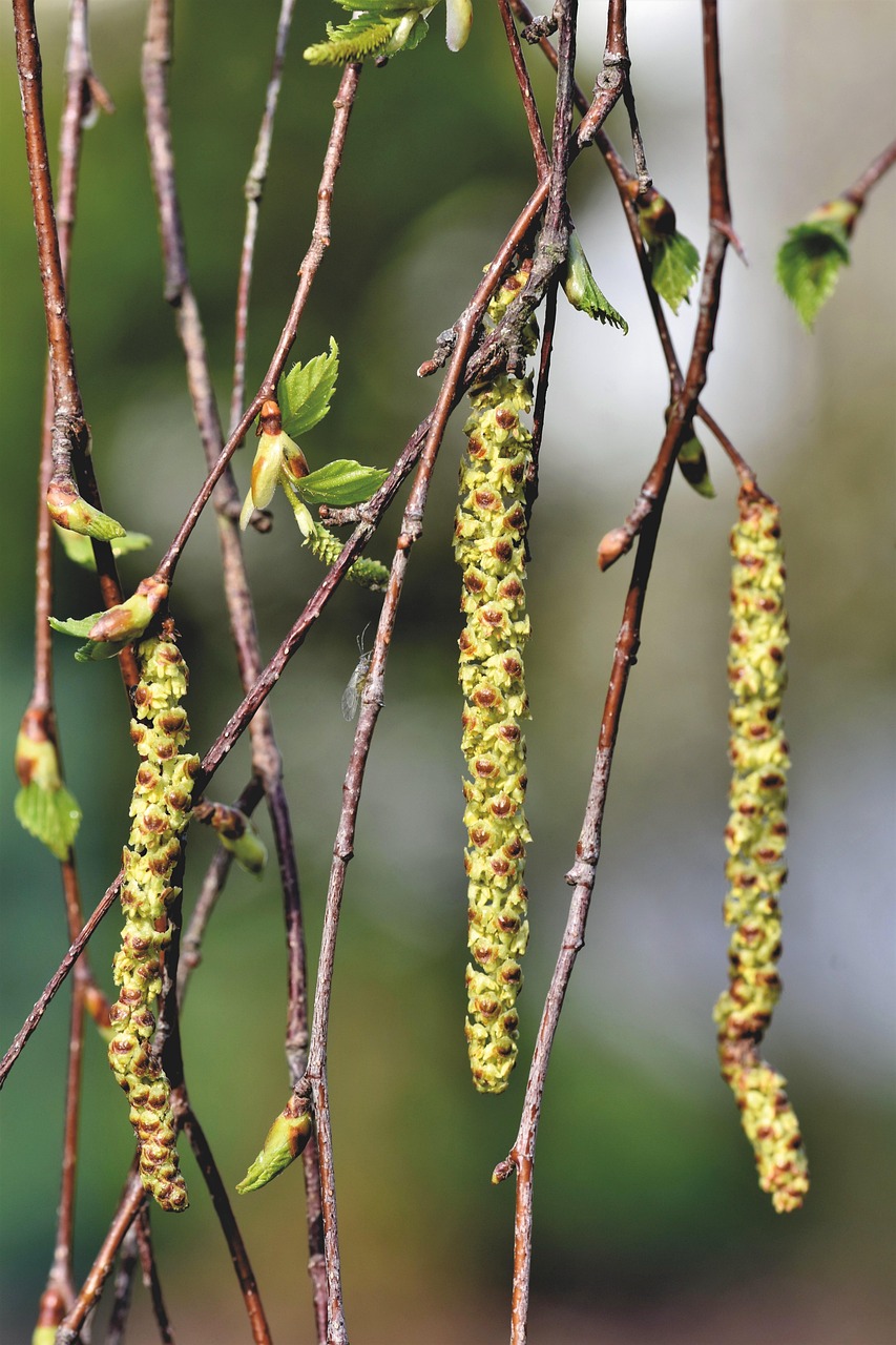 Common Myths Revolving Around Allergy